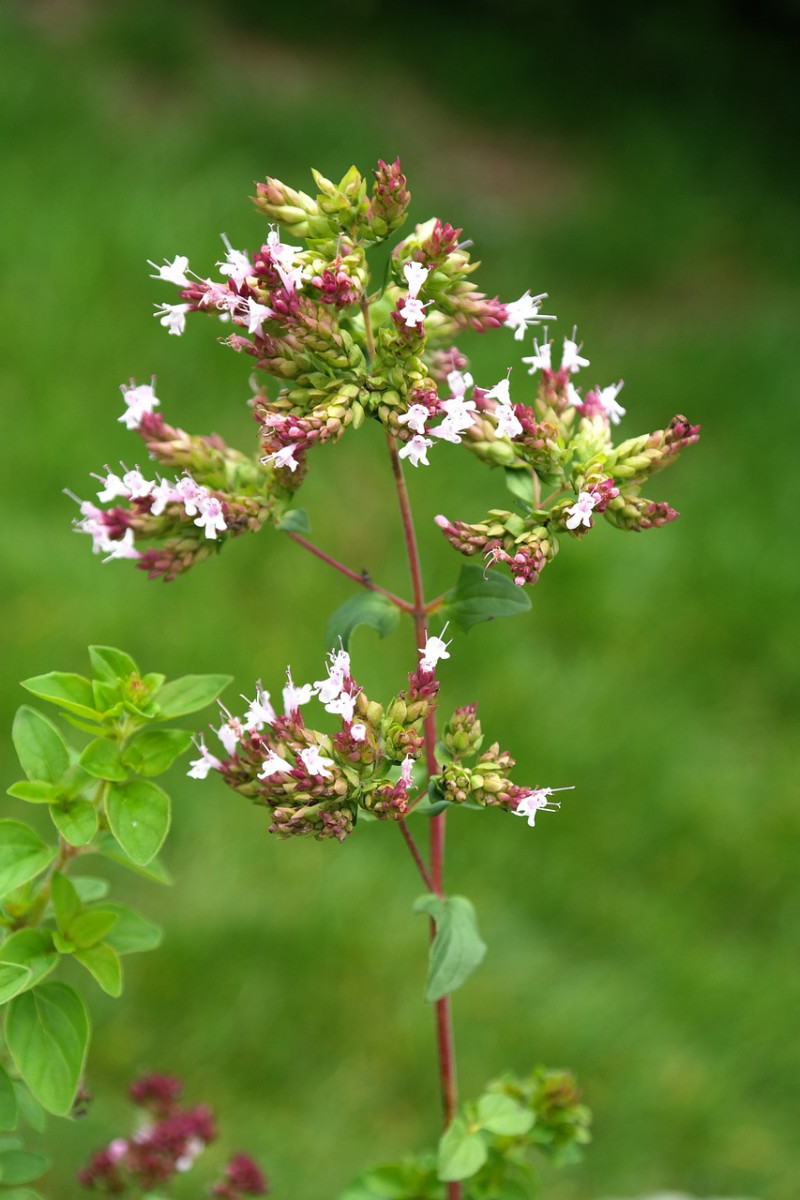 palingkruid-Origanum vulgarwe–Wilde Marjolein-inheemse-vaste-planten-kruidentuin